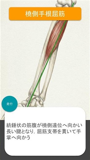 13_橈側手根屈筋 #shorts #筋トレ #解剖学 #暗記