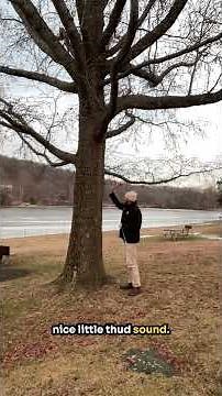 How Arborists Sound a Tree to Check for Decay #garden #gardening #landscaping #tree #arboristlife