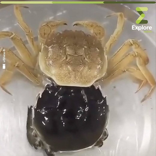 Avez vous déjà vu l’exuviation d’un crabe ? L’exuviation d’un crabe est une étape précise de sa mue. C’est le moment où le crustacé rejette son ancienne carapace 🦀 🦀 🦀 . ° Les crabes muent très souvent (plusieurs fois par an selon les espèces). Elle leur permet de grandir, d'acquérir de nouveaux organes ou même de changer de forme. Au total, on retrouve 4 étapes clés 🔑 dans la mue d’un crabe. ° 1️⃣ La pré-mue : Il sécrète une enzyme qui rompt les connexions entre l'ancienne cara