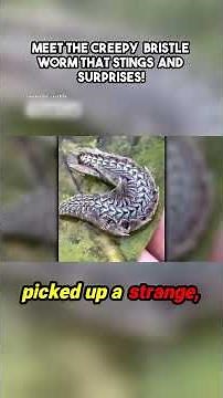 Meet the Creepy Bristle Worm That Stings and Surprises!