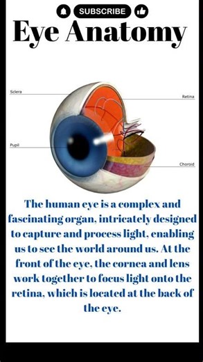 Eye Anatomy | Important Anatomy ♥️ #eyes #eyeanatomy