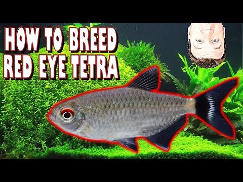 How to Easily Breed Red Eye Tetras and Many Other Tetras