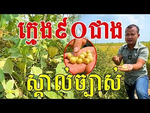 ក្មេង៩០ជាង​ ស្គាល់ច្បាស់ បងប្អូនណាខ្លះធ្លាប់ញ៉ាំ?