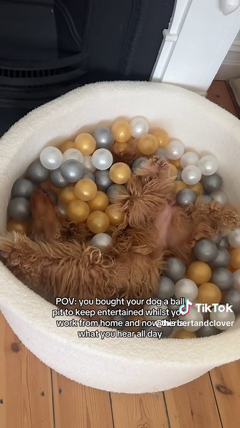 Creating a Fun Dog Ball Pit for Your Cocker Spaniel