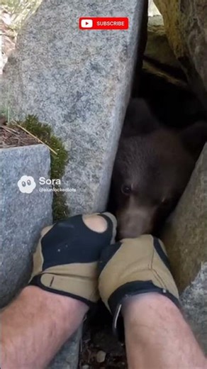 Baby Bear Trapped in Stone Cave… Rescue Just in Time! 🐻