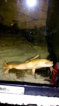 Sound of the African Claw Frog male