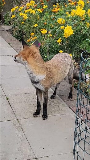 #home #garden #nature #fox #youtubeshorts