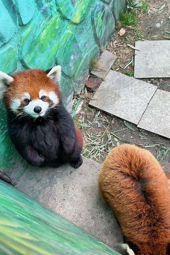 Adorable Red Pandas Eating and Cuddling