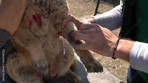 Taking a sample of blood from dog for analysis. Annual blood sample collection from dog for health examination.