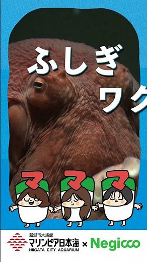 新潟市水族館マリンピア日本海 × Negicco 2025年CM