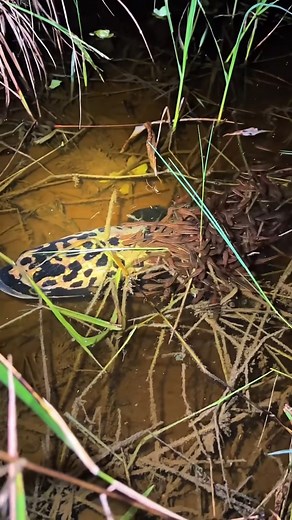 26K views · 298 reactions | Snakehead fish are invasive because they...