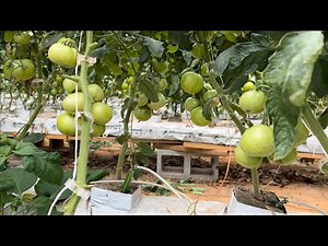 DIY hydroponic tomato greenhouse walk through ~ 700 pounds of tomatoes per week!
