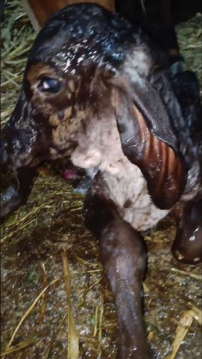 #રાધે કૃષ્ણ બકી કી