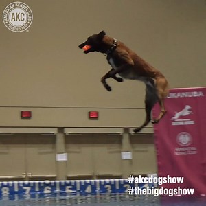 22K views · 482 reactions | Dock Diving: A crowd-pleasing event where...