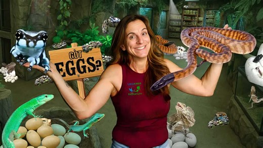 A rare look at large scale reptile hatching