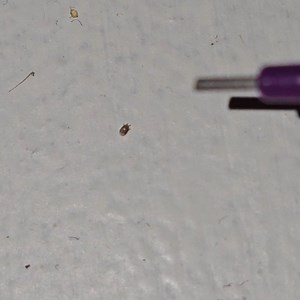 Anyone know how I can get rid of bird mites? (Update)