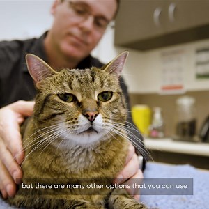 62 reactions · 13 shares | Join Dr Jairo from Greencross Vets Chatswood as he shares some Spring Tips when applying spot-on treatments to our feline friends. Or if in doubt please contact your local Greencross Vets to chat all things flea, tick and worm related, including prevention. | Greencross Vets | Facebook