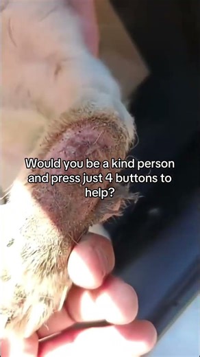 This little pup arrived at the shelter this morning after being found on the streets last night.