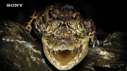 549K views · 2K reactions | Episode 2 of the new Alpha Classroom course is all about techniques for capturing Macro Photography! Watch Anupam Thombre take you through the different techniques that you can start practising – focus stacking, composition and using fill flash with a diffuser. Don't miss out on this very insightful and helpful episode, click here to watch it now: https://shorturl.at/PBoFi #LearnWithSony #CreateWithSony | Sony India | Facebook