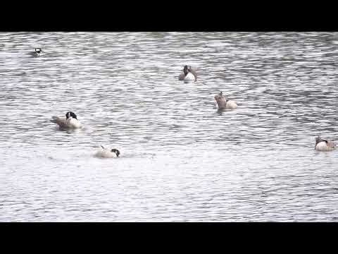 Canada Geese Playing in the Pond