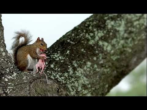 squirrel cannibal