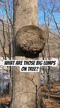 What are those big lumps on trees? #explanation #tree #pennsylvania #hiking #lake