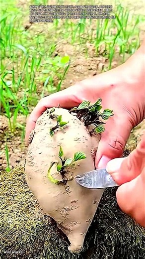 발아한 씨감자 싹 제거하는 방법 #worker #process #farming #potato #sprout