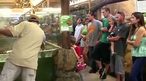 Ancient snapping turtle and alligator feeding at reptile zoo