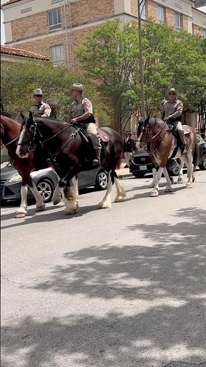 Texas DPS Mounted Horse Patrol #utaustin #dps #college