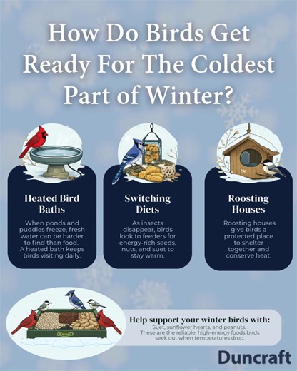 11 reactions | How do birds get ready for the coldest part of winter? As temperatures drop, birds rely on extra insulation, energy conservation, and access to food and shelter to survive. Learn how birds prepare for winter—and how you can support them during the coldest months. Explore winter bird essentials at Duncraft.com | Duncraft | Facebook