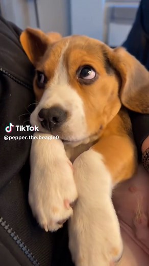 Adorable Beagle Puppy Compilation