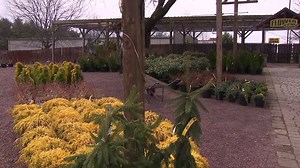 Nurseries get ready for garden season