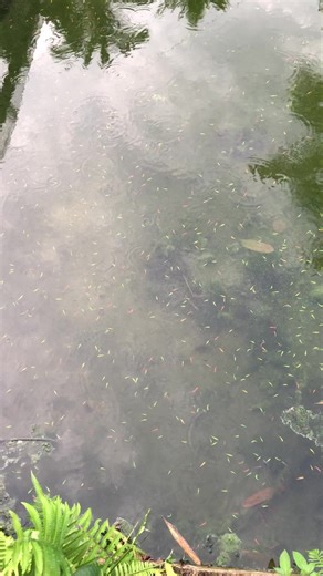 #danio #fishkeeper#fyp