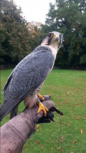 LANNER FALCON CLOSE-UP AND TAKEOFF!