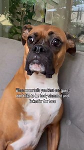 Well this is shocking news😳 #boxer #boxersofinstagram #boxerdog #boxermom #boxerlove #boxerdogcentral #dogsofinstagram #dogslife | Jennifer Richie Masterson
