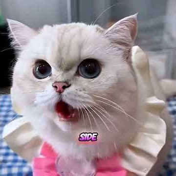 This Mischievous Cat Secretly Protected Its Owner 🐱❤️