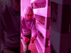 How we can start a project on growing saffron indoors/AVF/association for vertical farming