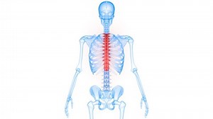 Spinal Cord Vertebral Column of Human Skeleton System Anatomy Animation Concept. 3D