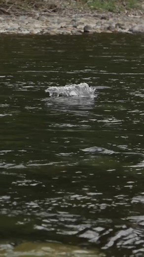 These bobber downs are addictive… For whatever reason, the disappearance of that bright coloured dot triggers a big burst of dopamine release each time. 🤣 #bobberdown #salmonfishing #fishing #bcfishing #fishingbc #gofishbc #fishbc #outdoors #nature #riverfishing #fishingwithrod