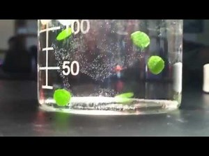 Floating Leaf Disks: Photosynthesis