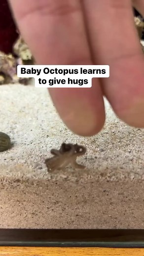Baby octopuses aren’t very trusting #octopus #petoctopus #babyoctopus #thereefdoc