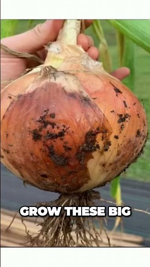 Unleashing the Secrets to Growing Giant Onions with the Perfect Fertilizer!