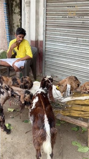 Goat Market Narkeldanga ‪@AsiaBakriMandi‬ #trending #shorts