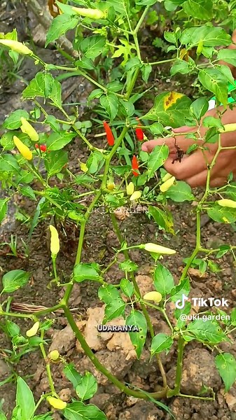 Petik - Petik di Kebun #fyp #berkebun #foryou #gardening #garden #berkebundirumahaja #kebunsayur #tiktok #cabaimahal #kacangpanjang #cabeijo #terong #timun