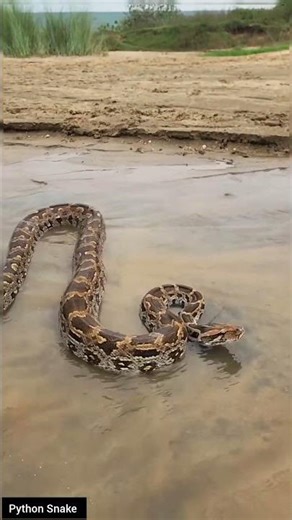 Python Snake’s Silent Killing Technique! #educational #snake #wildliferescue