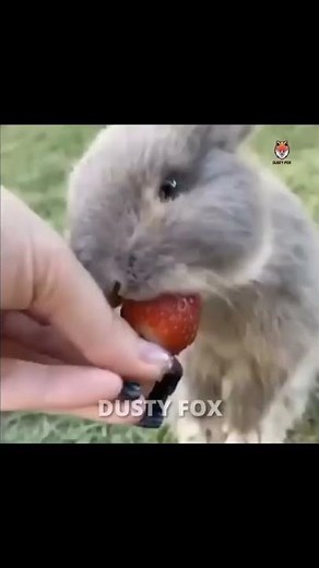 നല്ല പുളി 🤣🤣❌️FUNNY ANIMALS MALAYALAM DUB | DUSTY FOX | #SHORTS