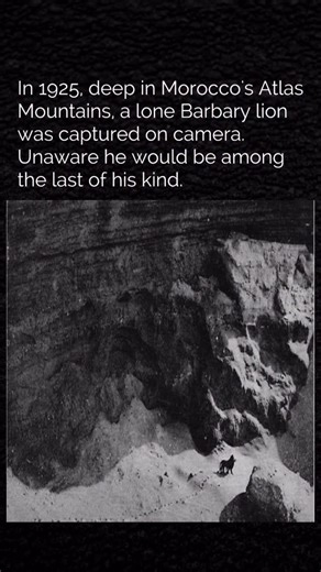 Basically on Instagram: "The Barbary lion once ruled the mountains of North Africa. Heavy hunting and habitat loss pushed the species to extinction in the early 1900s, leaving behind only a few photographs and the legend of a vanished king. #history #barbarylion"