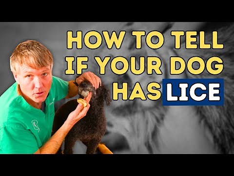 How To Tell If Your Dog Has Lice