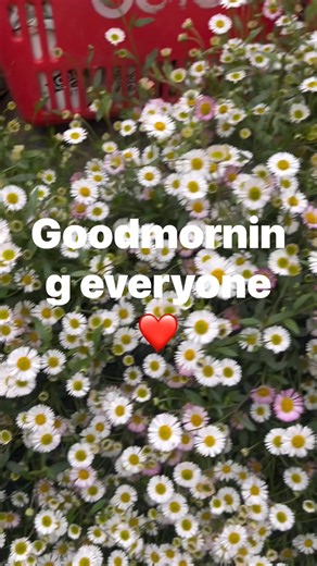 17 reactions · 32 comments | GoodMorning EveryOne A Seaside Daisy flowers❤️ #gardenlovers | Locarno farm Nursery | Facebook