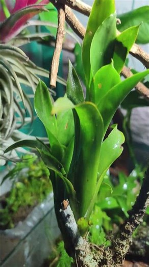 TERRARIO BIO ACTIVO #musgos #naturaleza #terrarios #acuariocherax